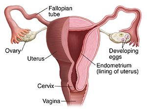 Front view of uterus, fallopian tubes, and ovaries. Half has been cross sectioned to show inside. Vagina is opening to outside. Cervix is lower part of uterus connected to vagina. Two fallopian tubes lead from uterus to ovaries, one on either side of uterus. Ovaries have developing eggs inside. Uterus is lined on inside with endometrium.