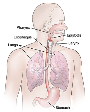 Front view of man showing respiratory and upper digestive anatomy.