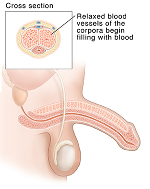 Side view of male reproductive anatomy showing partly erect penis. Inset shows cross section of partly erect penis.