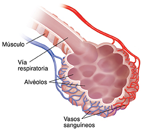 Bronquiolo y alvéolo con suministro de sangre.