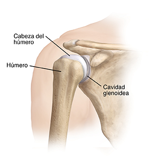 Corte transversal de un hombro donde pueden verse el húmero, la cavidad glenoidea y la cabeza humeral.