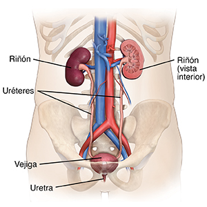 Contorno de un torso humano con una vista delantera de las vías urinarias.